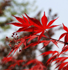 1kg red leaf maple tree seed loose wholesale natural mature japanese red maple seeds