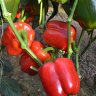 5g/bag pepper red paprika seeds f1 hybrid raw natural high grade sweet paprika seed
