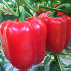 5g/bag pepper red paprika seeds f1 hybrid raw natural high grade sweet paprika seed