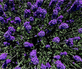 1kg 100% pure lavender seeds raw hybrid natural aromatherapy plant lavender flower seed