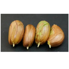 100% pure jackfruit seeds High germination raw dried natural for grow