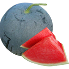 50pcs/bag NON-GMO round sugar baby water melon seed thin skin red watermelon sugar baby seeds for