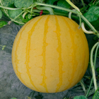 20pcs/bag hybrid f1 yellow watermelon seeds round yellow water melon seed for planting