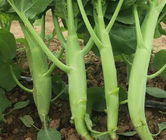 Chinese vegetable hybrid f1 brassica alboglabra bailey seed Chinese kale seeds for planting