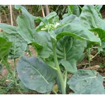 F1 hybrid Chinese Green Tender seed Kai-lan Chinese broccoli seeds for planting