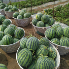 High sweet Chinese vegetables big f1 hybrid seedless aspermous red watermelon seeds for planting