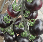 High yield vegetable disease resistant black tomato seed best hybrid black tomato seeds for sale