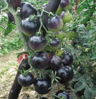 High yield vegetable disease resistant black tomato seed best hybrid black tomato seeds for sale