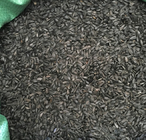 Top quality Loose new harvesting whole ripe Oil sunflower seed dwarf yellow flower sunflower seeds
