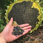 Top quality Loose new harvesting whole ripe Oil sunflower seed dwarf yellow flower sunflower seeds