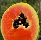 500g bulk Taiwan trade fresh dried pawpaw papaya seed F1 hybrid red lady papaya seeds for sale