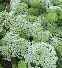 New dried loose Queen Anne's lace flower seed bullwort false bishop's Ammi majus seeds