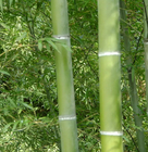 1KG New wholesale timber tree chinese phyllostachys bamboo seeds giant moso bamboo seeds for sale