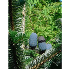 1kg cultivated courtyard evergreen Faber fir seed ripe raw mature Abies seeds for sale