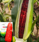High yield red sweet corn seeds Waxy big fruit sticks cron seeds with red color