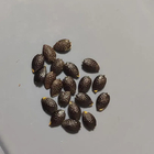 1kg Bulk loose active ripe hybrid f1 passion seed new raw Passiflora edulis fruit seeds