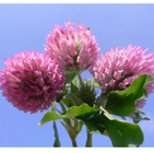 Top quality Trifolium pratense seeds flowering grass perennial tea red clover seeds for planting