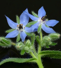 Bulk loose Borago officinalis blue flower natural Borage seed starflower seeds for planting