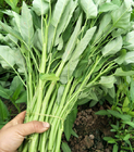 1KG Chinese spinach watercress seeds convolvulus swamp cabbage kangkong seeds for planting