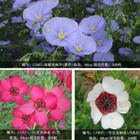 Perennial scarlet flax seeds big blue and red flower flax seeds cold resistant ornamental flowers