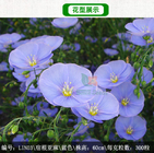 Natural raw Linum Grandiflorum seeds flowering crimson flax seeds for planting