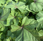 Farm healthy Malva verticillata seeds with high calcium slippery sausage vegetable