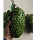 Premium quality dried raw Graviola tree soursop seeds for growing