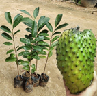 Farming new active raw bulk Annona muricata seeds for cultivating