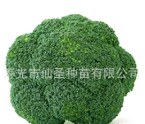Japanese hybrid green broccoli flower bud seedling vegetable seeds for planting