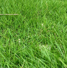 Best quality natural canadian grass Kentucky Bluegrass seeds for greening