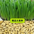 Natural  high germination for pets hybrid grass seed barley grass seeds
