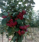 1KG China wild apple malus robusta crabapple seeds for landscape plants