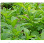250g dried candyleaf sweet leaf loose Stevia rebaudiana seeds planting for tea