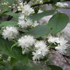 Precious tree Asiatic sweetleaf seed sapphire-berry Symplocos paniculata seeds for planting