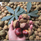New collected Horse Chestnut seed decorative tree Chinese Buckeye Aesculus chinensis seeds for ourdoors planting