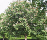 New collected Horse Chestnut seed decorative tree Chinese Buckeye Aesculus chinensis seeds for ourdoors planting