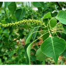 Supplier bulk raw Sapium sebiferum seeds ornamental chinese tallow tree