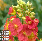 Colorful Brassica campestris seeds red orange mixed colors planting for park