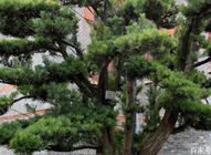 Landscape trees Japanese yews seed fresh yew podocarpus seeds