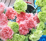 1300 seeds/bag Wholesale carnation seeds growing with pink red yellow mixed colors