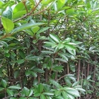 Evergreen shrub active Viburnum odoratissimum seeds sweet viburnum Outdoor landscape plant