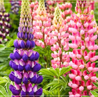 Mixed colors New Lupine seed Lupinus micranthus Guss seeds for planting