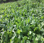 Bulk forage chicory grass seeds decoration flower Cichorium Intybus Seed for planting