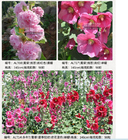Hollyhock seeds ornamental dicot flowering plant Alcea Rosea for garden