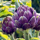 Health vegetable 200 pcs/bag mature Artichoke seeds with red or purple color