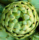 Health vegetable 200 pcs/bag mature Artichoke seeds with red or purple color