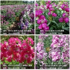 100g Sell Matthiola incana seeds common hoary Brompton stock seed for garden