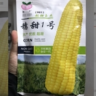 NON-GMO hybrid f1 edible sweet corn seeds yellow fresh fruits chinese Maize Seed for sale