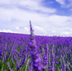 Premium quality purple Lavender Seeds Lavandula angustifolia with high germination Rate