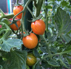2g bagged non-gmo anti virus colorful mini tomato seeds for planting